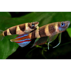 Clown Killifish Hollywood Fish Farm Online