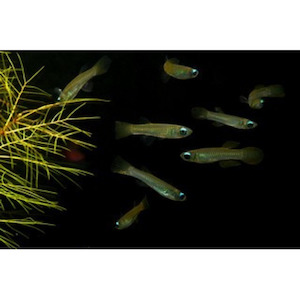 Norman's Lampeye Killifish Hollywood Fish Farm Online