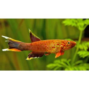 Products: Chocolate Australe Killifish Hollywood Fish Farm Online