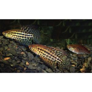 Products: Featherfin Pearlfish Pair Hollywood Fish Farm Online