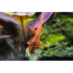 Products: Whiptail Red Lizard Catfish Hollywood Fish Farm Online