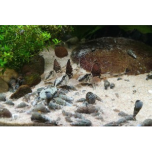 Products: Whiptail Panda Catfish Hollywood Fish Farm Online