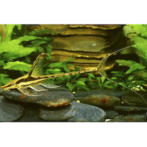 Products: Whiptail Royal Catfish Hollywood Fish Farm Online