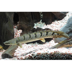 Polypterus Delhezi Hollywood Fish Farm Online