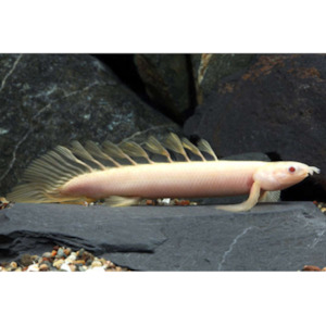 Polypterus Senegalus Albino Hollywood Fish Farm Online