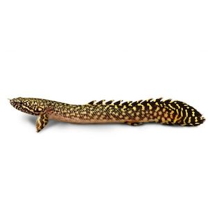 Products: Polypterus Ornate Hollywood Fish Farm Online