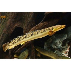 Products: Polypterus Palmas Palmas Hollywood Fish Farm Online