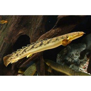 Products: Polypterus Palmas Palmas Hollywood Fish Farm Online