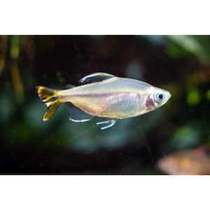 Yellow Tail Congo Tetra Hollywood Fish Farm Online