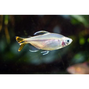 Products: Yellow Tail Congo Tetra Hollywood Fish Farm Online
