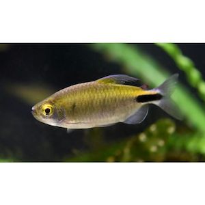 African Long-Finned/Alestes Tetra Hollywood Fish Farm Online
