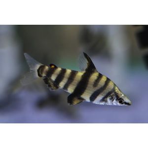 Products: Marbled Headstander Hollywood Fish Farm Online