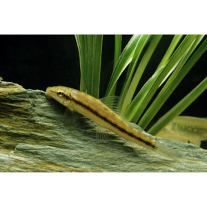 Chinese Algae Eater Brown Hollywood Fish Farm Online