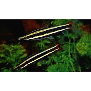 Products: Striped Anostomus Hollywood Fish Farm Online
