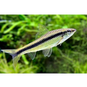 Crossocheilus siamensis/SAE Hollywood Fish Farm Online