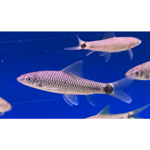 Products: Gold SAE/Crossocheilus Reticulatus Hollywood Fish Farm Online
