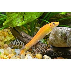 Chinese Algae Eater Gold Hollywood Fish Farm Online