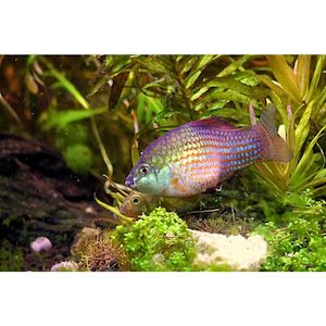 Florida Flagfish Killifish Hollywood Fish Farm Online