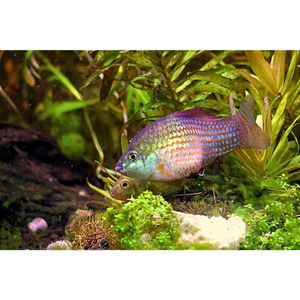 Products: Florida Flagfish Killifish Hollywood Fish Farm Online
