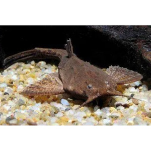 Banjo Catfish Hollywood Fish Farm Online