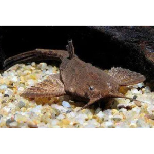 Products: Banjo Catfish Hollywood Fish Farm Online