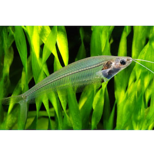 Products: Glass Catfish Hollywood Fish Farm Online