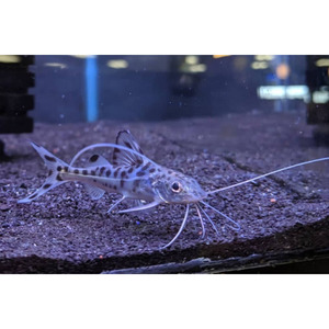 Products: Pictus Catfish Hollywood Fish Farm Online