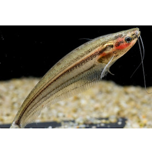 Glass Catfish Malayan Hollywood Fish Farm Online