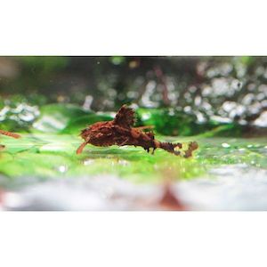 Products: Dwarf Anchor Catfish Hollywood Fish Farm Online