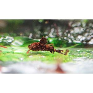 Products: Dwarf Anchor Catfish Hollywood Fish Farm Online