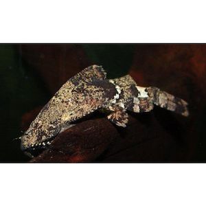 Products: Elongated Moth Catfish Hollywood Fish Farm Online