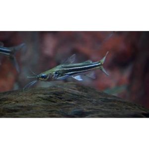 Products: Dwarf Striped Mystus Catfish Hollywood Fish Farm Online