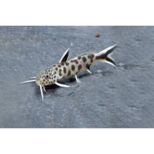 Synodontis Petricola Hollywood Fish Farm Online