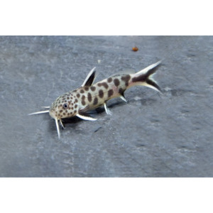 Products: Synodontis Petricola Hollywood Fish Farm Online