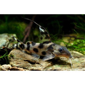 Products: Synodontis Decorus Hollywood Fish Farm Online