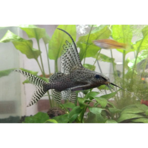 Products: Synodontis Featherfin Hollywood Fish Farm Online
