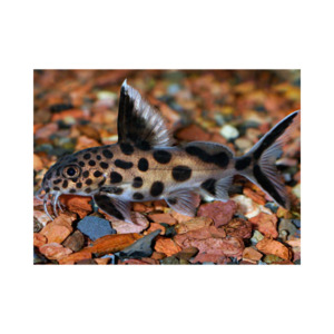 Products: Synodontis Cuckoo Hollywood Fish Farm Online