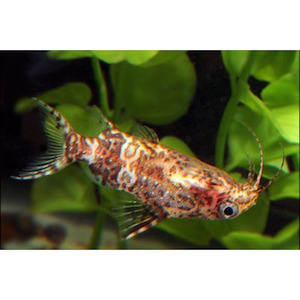 Products: Synodontis Upside Down Catfish Hollywood Fish Farm Online