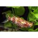 Synodontis Upside Down Catfish Hollywood Fish Farm Online