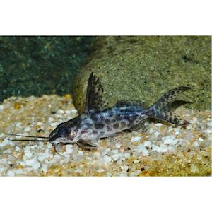 Products: Synodontis Alberti Hollywood Fish Farm Online