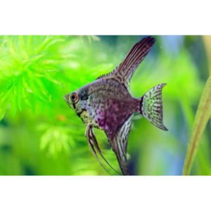 Angelfish Leopard Hollywood Fish Farm Online