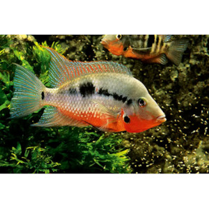 Firemouth Cichlid Hollywood Fish Farm Online