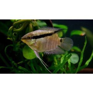Products: Festivum Flag Cichlid Hollywood Fish Farm Online