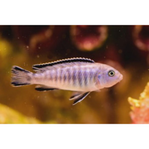 Products: PS Elongatus Rift Lake Cichlid Hollywood Fish Farm Online