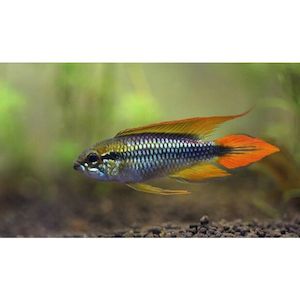 Products: Apistogramma Agassizii 'Double Red' Dwarf Cichlid Hollywood Fish Farm Online