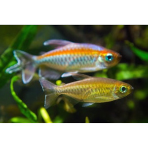 Congo Tetra Hollywood Fish Farm Online