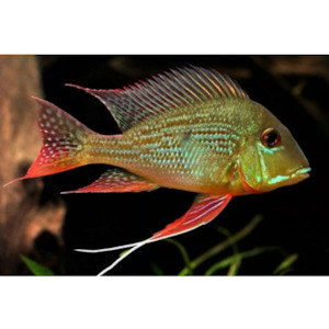 Geophagus Surinamensis Hollywood Fish Farm Online