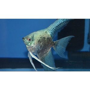 Products: Angelfish Blue Neon/Smokey Hollywood Fish Farm Online