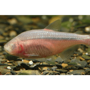 Products: Blind Cave Tetra Hollywood Fish Farm Online