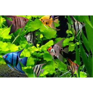 Products: Angelfish Assorted Small Hollywood Fish Farm Online